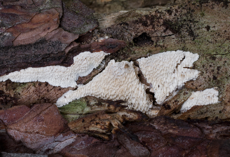 cinereomyces lindbladii